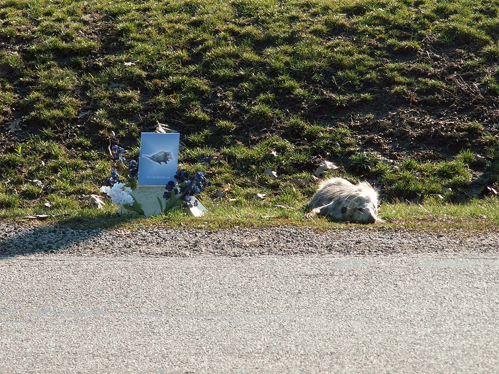 roadkill shrine